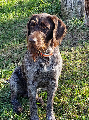 Our Dogs » Schwarzwald Kennels